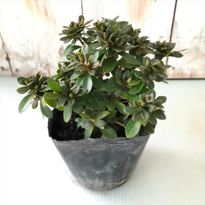 ミヤマキリシマツツジ【現品発送】管理70663 ミヤマキリシマツツジ