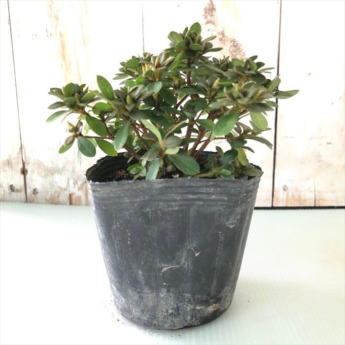 日本花キ流通 深山霧島ツツジ 春雨 9cmポット 開花予定株 ミヤマ