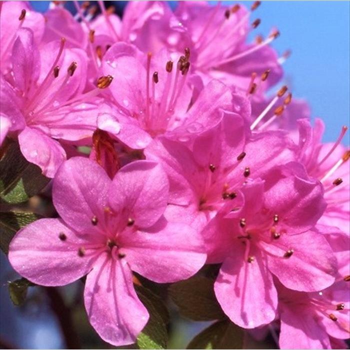 日本花キ流通 予約販売 深山霧島ツツジ 春の海 9cmポット 開花予定株