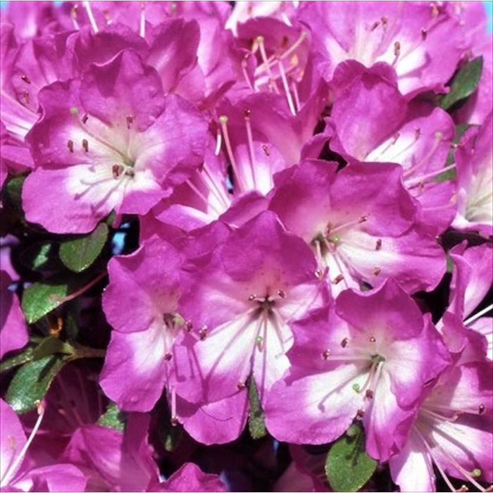 日本花キ流通 予約販売 深山霧島ツツジ 満月 9cmポット 開花予定株