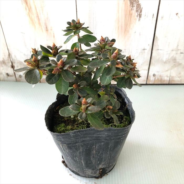 日本花キ流通 深山霧島ツツジ 深山紫 9cmポット 開花予定株 ミヤマ