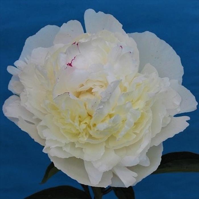 花苗】芍薬 ラテンドール☆新芽たくさん付き☆ ホワイト 八重咲 日本花