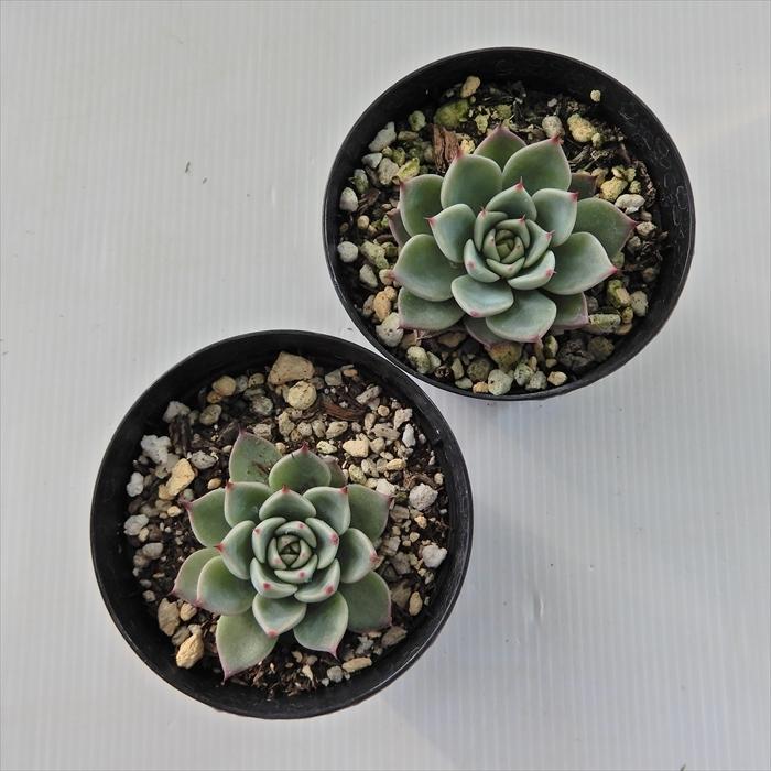 多肉植物 Skエケベリア チワワエンシス ルシンダ 多肉植物 エケベリア 7 5cmポット Z フラワーネット日本花キ流通 通販 Yahoo ショッピング