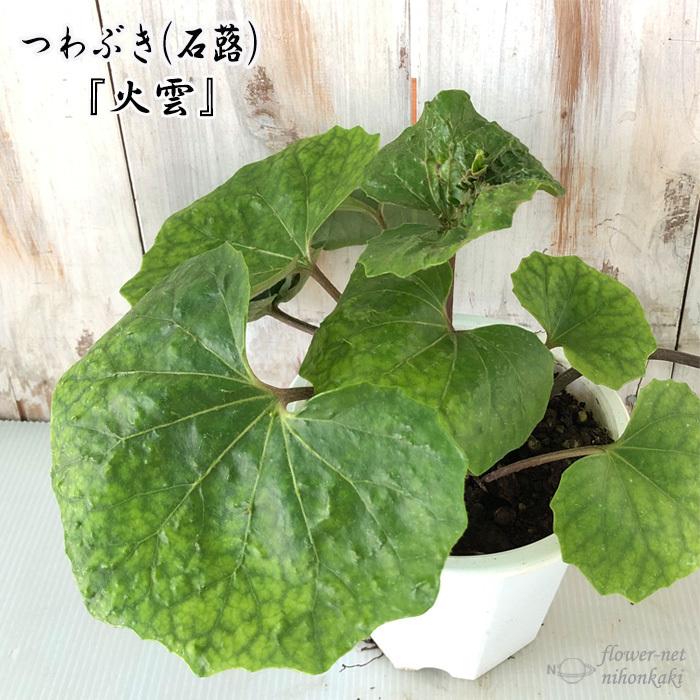 つわぶき 石蕗 火雲 4号鉢 つわぶき 山野草 花苗 ツワブキ Z フラワーネット日本花キ流通 通販 Yahoo ショッピング