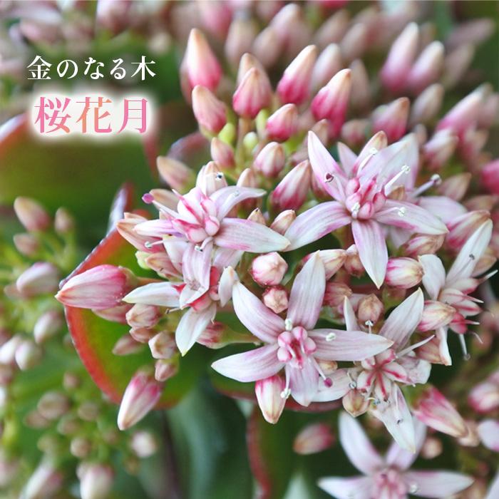金のなる木 桜花月 5号鉢 カゲツ 花月 多肉植物 インテリア Z フラワーネット日本花キ流通 通販 Yahoo ショッピング