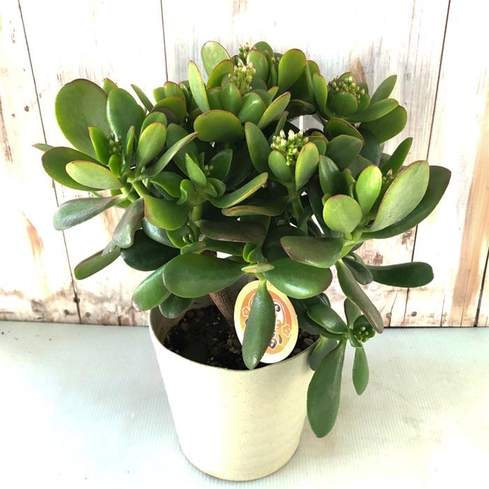 日本花キ流通 金のなる木 桜花月 5号鉢 カゲツ 花月 多肉植物