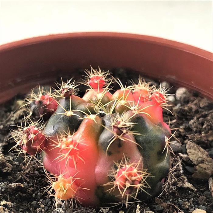日本花キ流通 多肉植物 caサボテン ギムノカリキウム ダムシー錦 7.5cm 