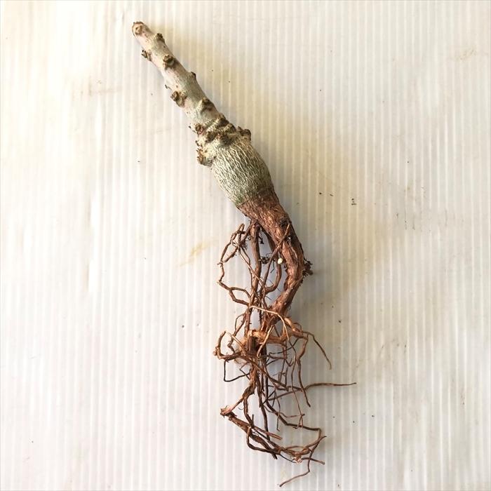 公式の 多肉植物 Caボスウェリア ナナ 実生 1214 031 多肉植物 コーデックス 現品販売 抜き苗 Z フラワーネット日本花キ流通 通販 Yahoo ショッピング レビューで送料無料 Pandas Com Br