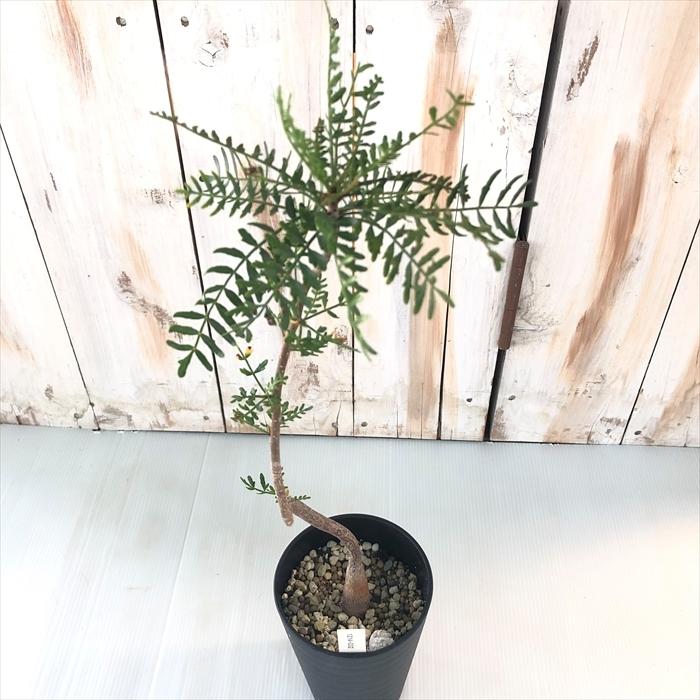 ブルセラ　ミクロフィラ　実生 Bursera microphilla【ブルセラ・ミクロフィラ・実生】 | RIMO'S
