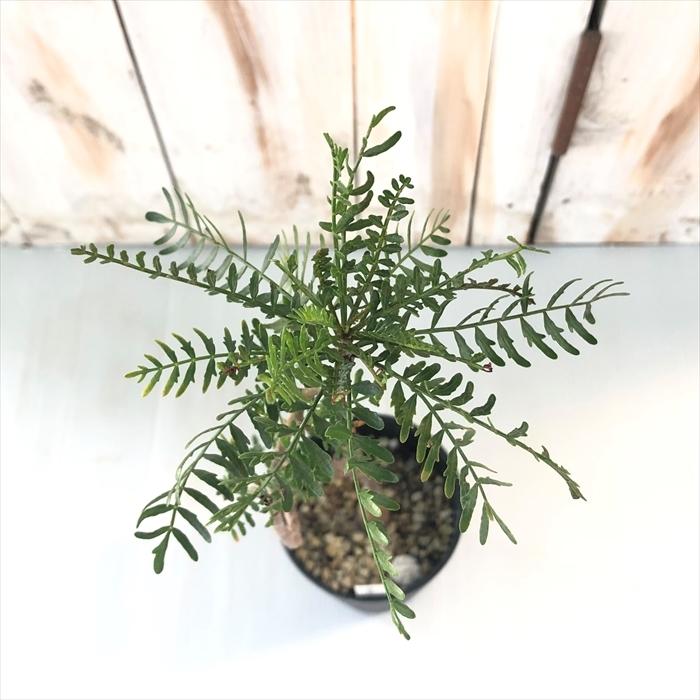 ブルセラ　ミクロフィラ　実生 Bursera microphilla【ブルセラ・ミクロフィラ・実生】 | RIMO'S