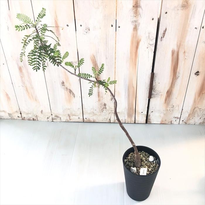 ブルセラ　ミクロフィラ　実生 Bursera microphilla【ブルセラ・ミクロフィラ・実生】 | RIMO'S