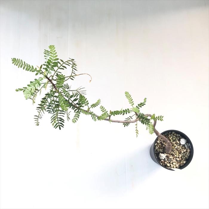 日本花キ流通 多肉植物 caブルセラ ミクロフィラ 実生 1214-033