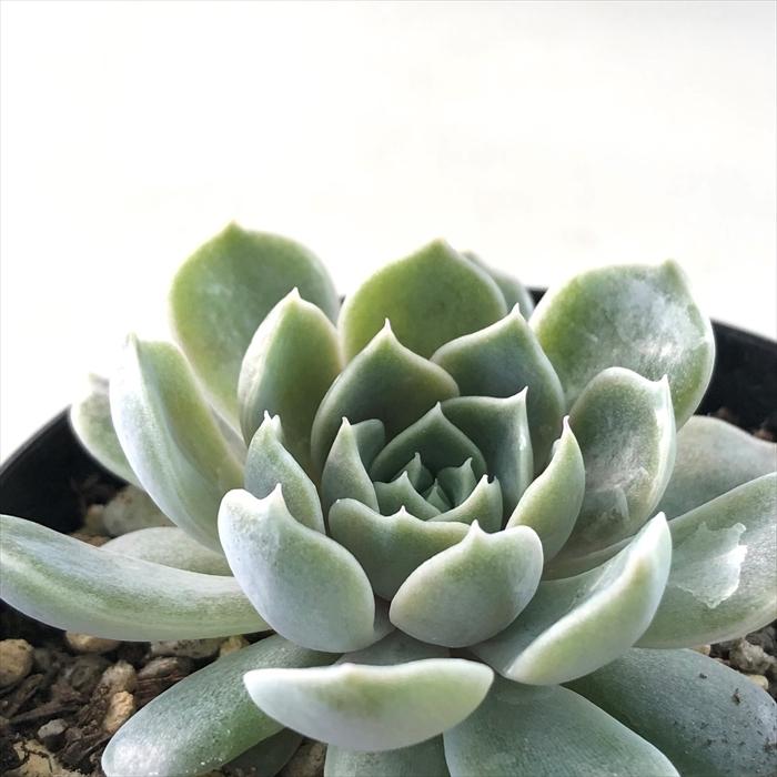 多肉植物 Skエケベリア シムランス交配 多肉植物 エケベリア 7 5cmポット Z フラワーネット日本花キ流通 通販 Yahoo ショッピング