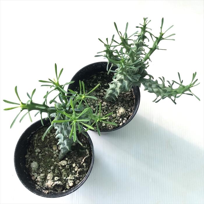 日本花キ流通 多肉植物 caユーフォルビア ツベルクラータ 多肉植物