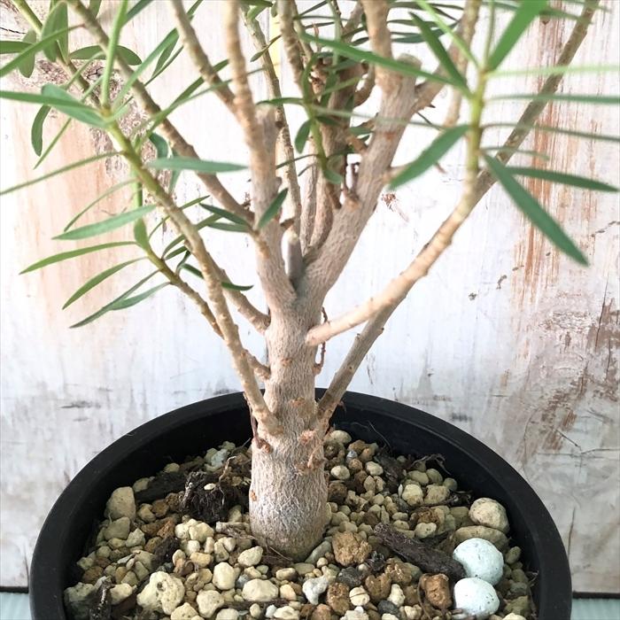 日本花キ流通 多肉植物 caユーフォルビア バルサミフェラ 実生 日本花キ流通 多肉植物 caユーフォルビア バルサミフェラ 実生