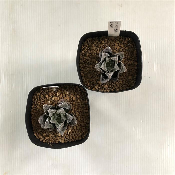多肉植物 niハオルチア ベヌスタ交配特選 紫玉絵巻 カクタスニシ