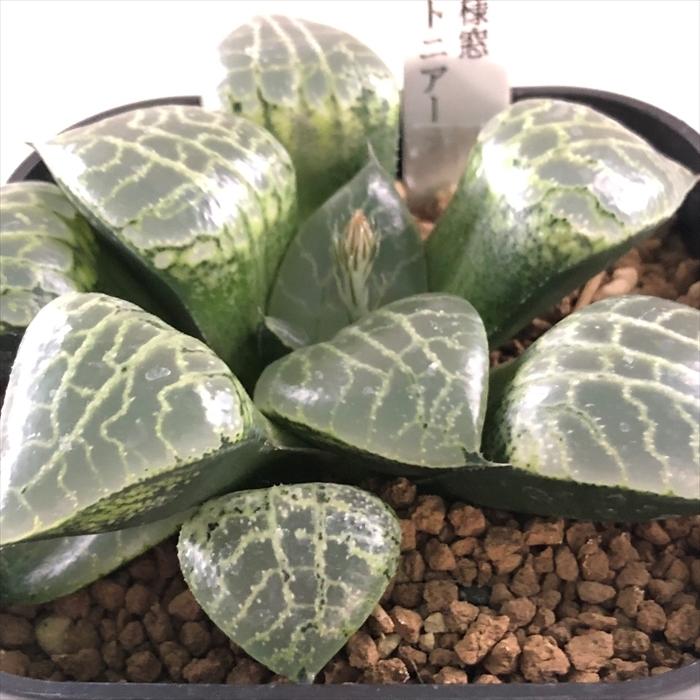 多肉植物 Niハオルチア 透明美白線模様窓 N水晶コンプトニアーナ 多肉植物 カクタスニシさん苗 ハオルチア 9cmポット Z フラワーネット日本花キ流通 通販 Yahoo ショッピング