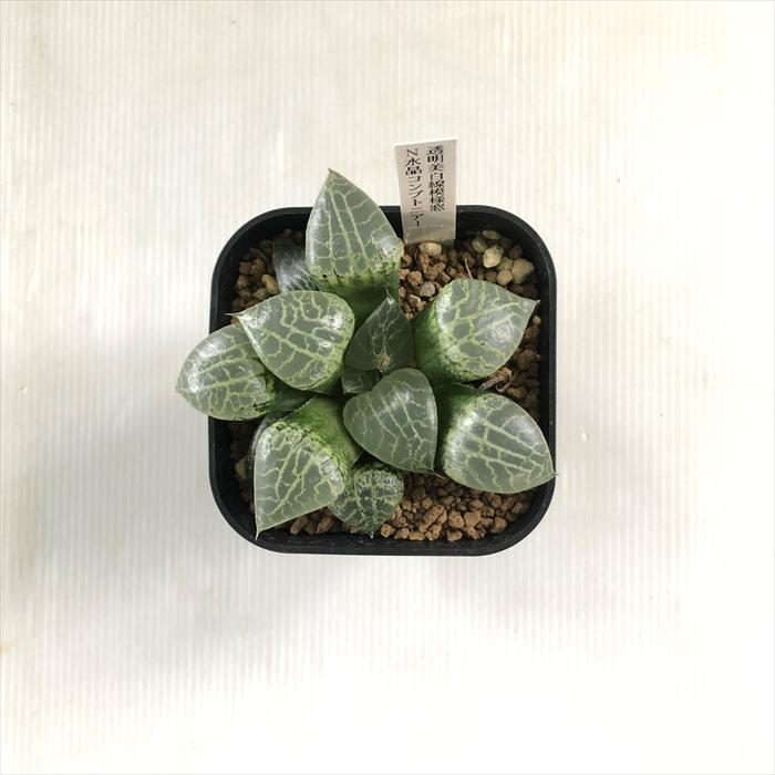 多肉植物 Niハオルチア 透明美白線模様窓 N水晶コンプトニアーナ 多肉植物 カクタスニシさん苗 ハオルチア 9cmポット Z フラワーネット日本花キ流通 通販 Yahoo ショッピング