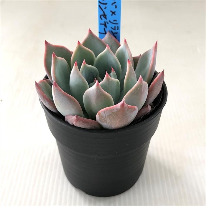 多肉植物 oriエケベリア （ノバ×リラシナ）×リンゼアナ おらいさん苗