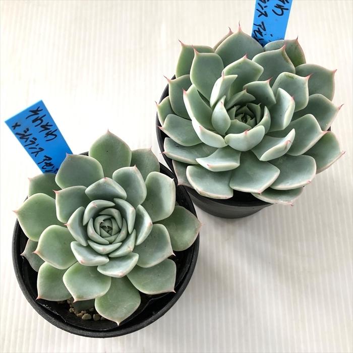 多肉植物 oriエケベリア そわそわ×シムランスアセンション おらいさん