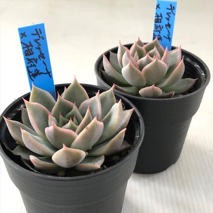多肉植物 oriエケベリア デレッセーナ×相府蓮 おらいさん苗エケベリア
