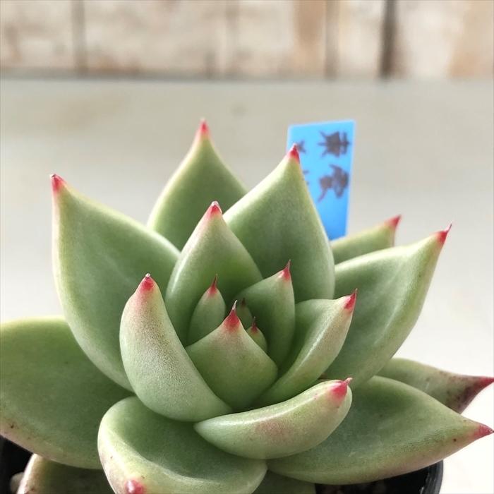 多肉植物 oriエケベリア 東雲×リンゼアナ おらいさん苗エケベリア 6cm