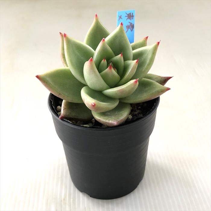 多肉植物 oriエケベリア 東雲×リンゼアナ おらいさん苗エケベリア 6cm