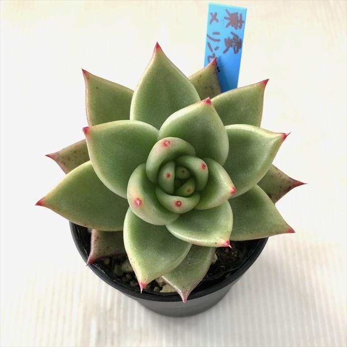 多肉植物 oriエケベリア 東雲×リンゼアナ おらいさん苗エケベリア 6cm