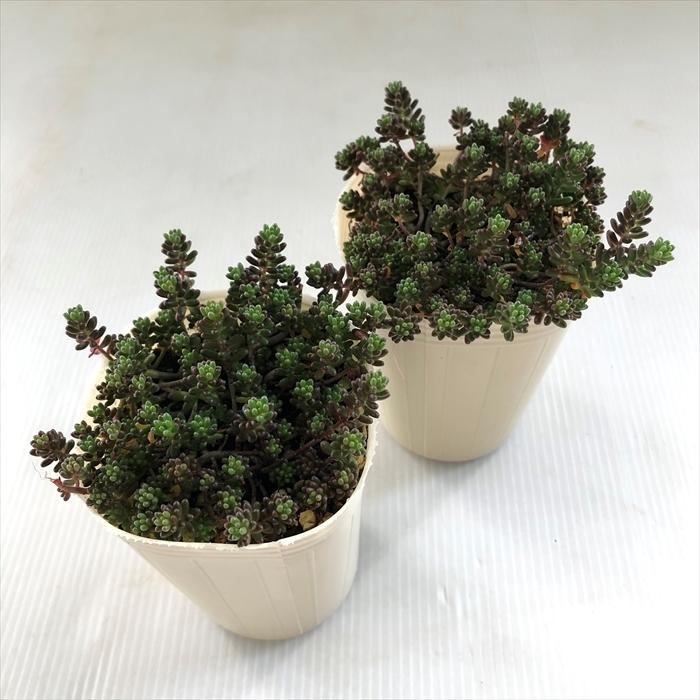 日本花キ流通 多肉植物 sbセダム ブラックベリー 多肉植物 エケベリア