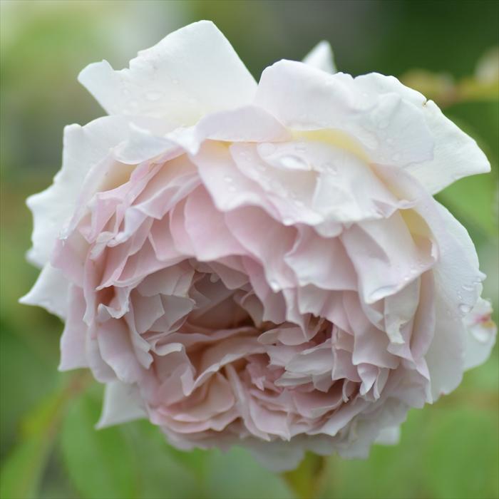 予約販売 バラ新苗 河本バラ園 ローズローブドール 繰り返し咲き ベージュ 薔薇 バラ バラ苗 Has Z フラワーネット日本花キ流通 通販 Yahoo ショッピング