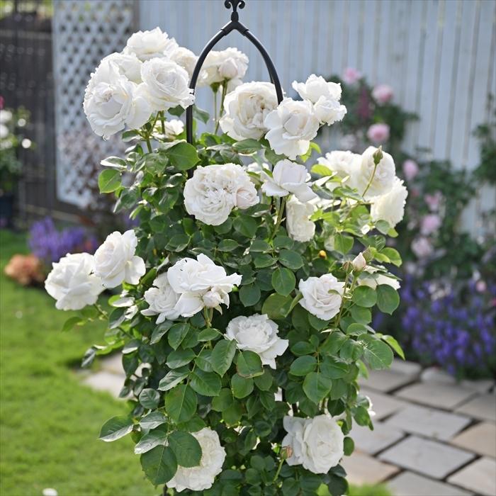 予約販売 バラ苗 バラ新苗 デルバール パブロワ 品種登録出願中 四季咲き 白 薔薇 バラ Has 4月上旬以降発送 Z フラワーネット日本花キ流通 通販 Yahoo ショッピング