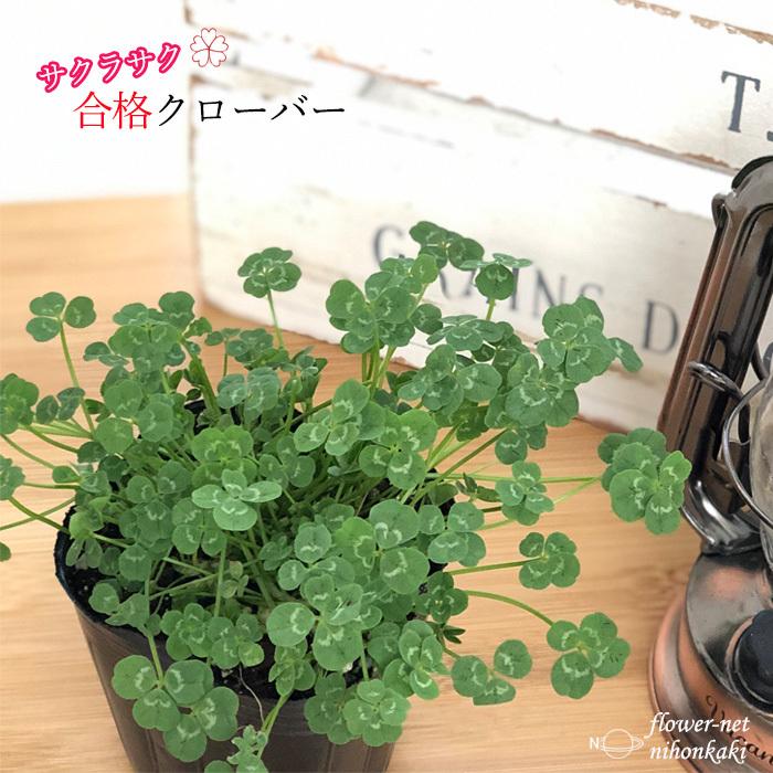日本花キ流通 五つ葉クローバー 苗 9cmポット 合格クローバー カラー