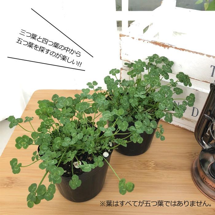 日本花キ流通 五つ葉クローバー 苗 9cmポット 合格クローバー カラー
