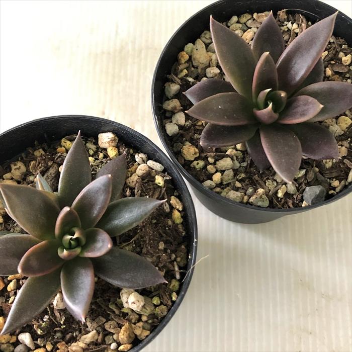 日本花キ流通 多肉植物 skエケベリア ブラックナイト 多肉植物