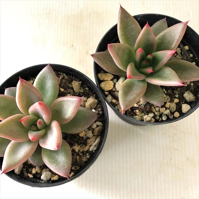 日本花キ流通 多肉植物 skエケベリア プシュケ エケベリア 7.5cmポット 