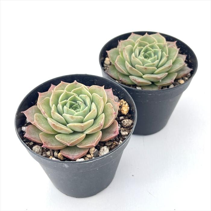 日本花キ流通 多肉植物 skエケベリア モヒカン 多肉植物 エケベリア 