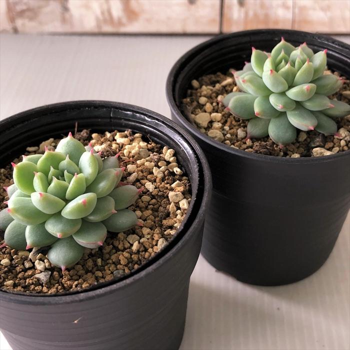 日本花キ流通 多肉植物 hmエケベリア ラストコンサート 多肉植物