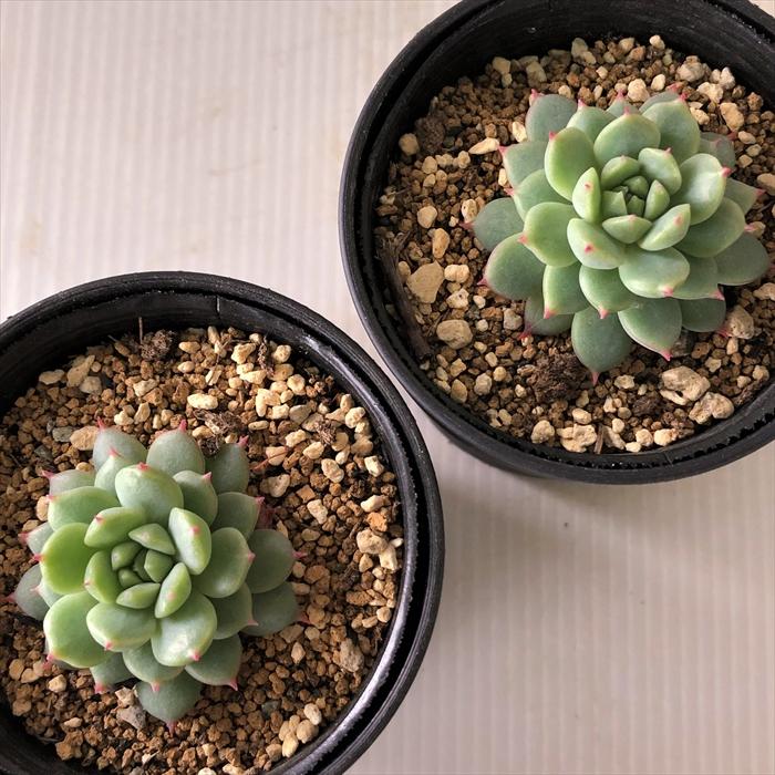 日本花キ流通 多肉植物 hmエケベリア ラストコンサート 多肉植物