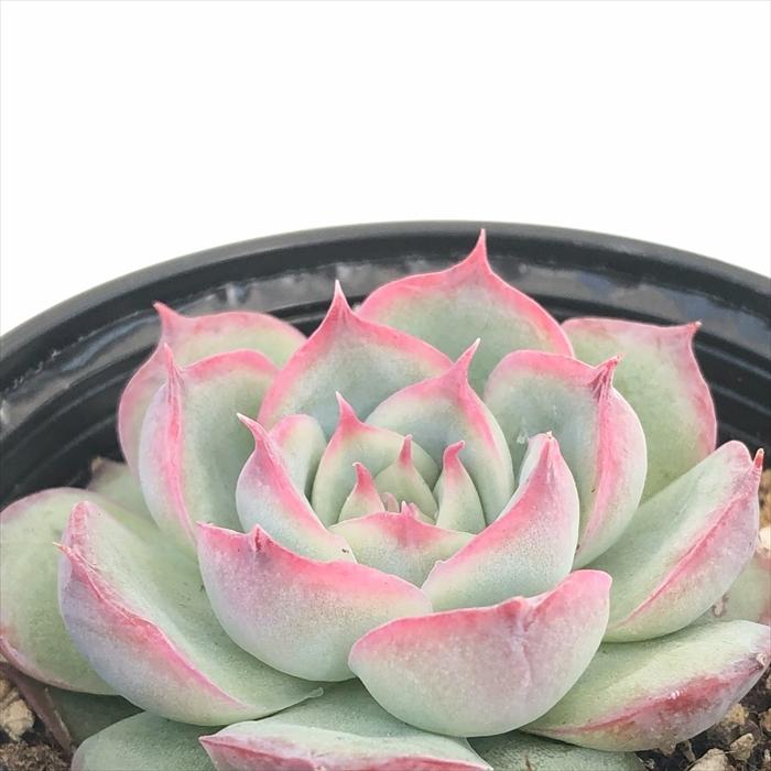 日本花キ流通 多肉植物 hmエケベリア シルエット 多肉植物 エケベリア