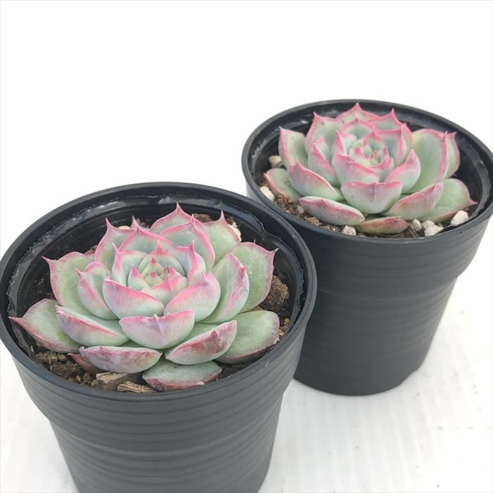 日本花キ流通 多肉植物 hmエケベリア シルエット 多肉植物 エケベリア