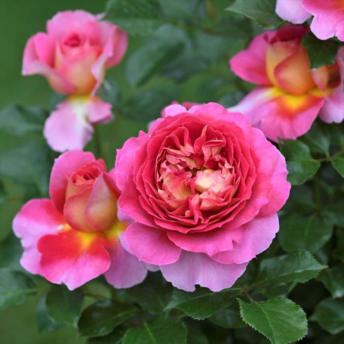 予約販売 バラ新苗 デルバール エスプリ ドゥ パリ 四季咲き ピンク 薔薇 バラ バラ苗 Has 4月上旬以降発送 Z フラワーネット日本花キ流通 通販 Yahoo ショッピング
