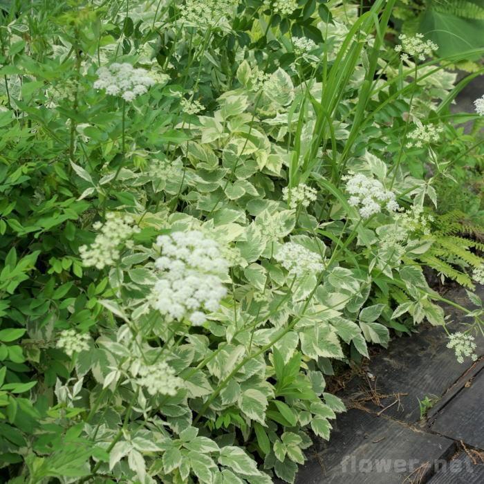 日本花キ流通 エゴポディウム 苗 バリエガータム イワミツバ斑入 9cm