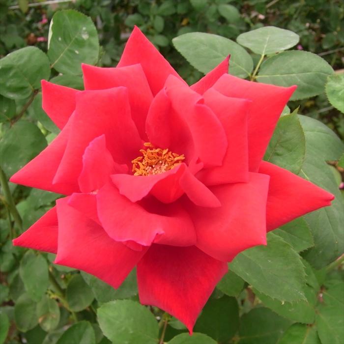 日本花キ流通 予約販売 バラ 苗 バラ 新苗 大輪 エーボン 木立性