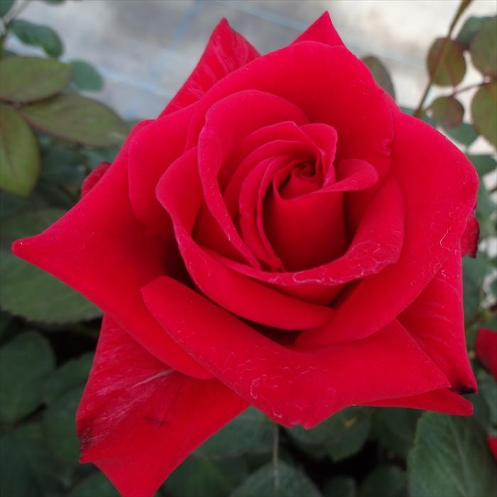 専用品稀少★ひいらぎとパイン＆薔薇の浪曼ティックライト4花薔薇訳あり時代物 神田ばら園 10本 ☆バラ品種名： オール4ラブ | 新鮮お花問屋 Jp