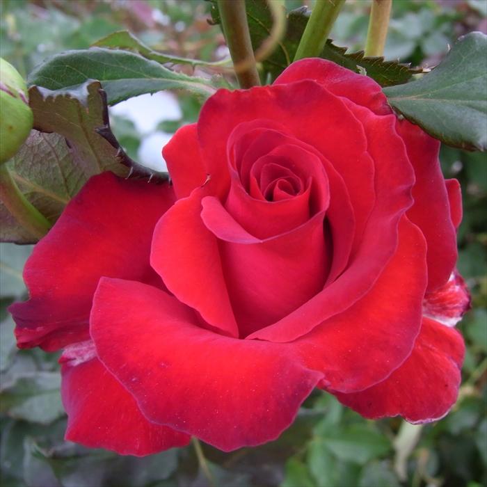 日本花キ流通 予約販売 バラ 苗 バラ 新苗 大輪 サマンサ 木立性