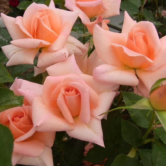 バラ adidas Originals ZX 8000 Sakura GV7493 | eBay