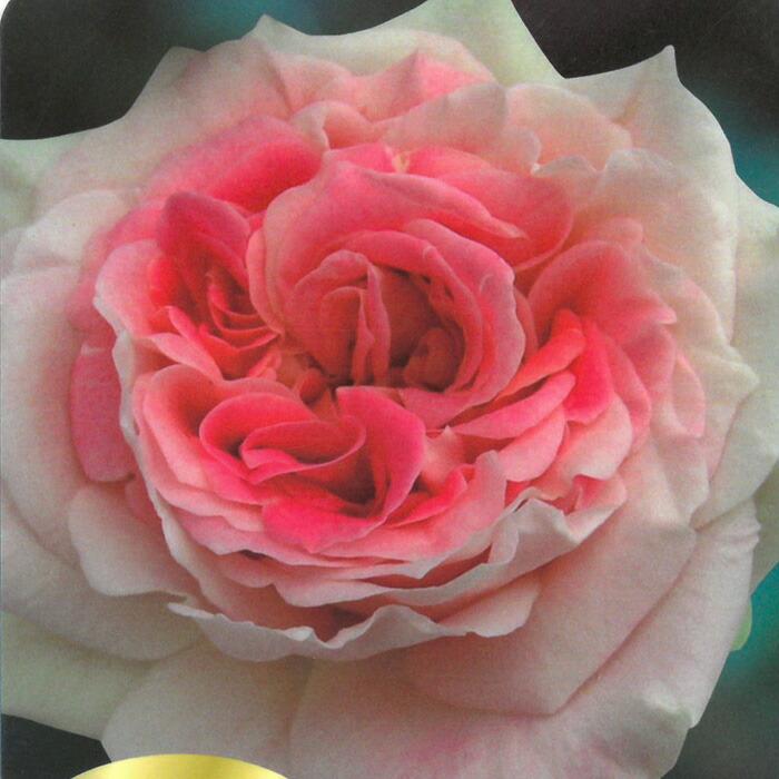 予約販売 バラ苗 バラ新苗 シーザー つる性 四季咲き 大輪 つるバラ ツルバラ 薔薇 ばら バラ苗 Tros 4月中旬以降発送 Z フラワーネット日本花キ流通 通販 Yahoo ショッピング