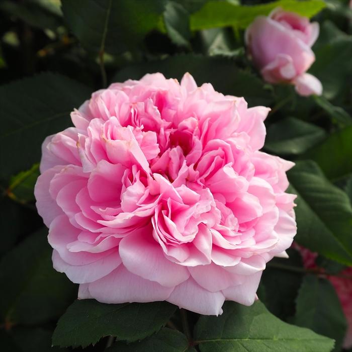 予約販売 バラ新苗 ジャック カルティエ 木立性 返り咲き 中輪 オールド ローズ 薔薇 ばら バラ苗 Tros 4月上旬以降発送 Z フラワーネット日本花キ流通 通販 Yahoo ショッピング