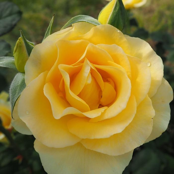 日本花キ流通 【まもなく締め切り】予約販売 バラ 苗 新苗 中輪 ハニー