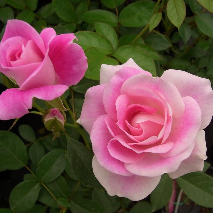 日本花キ流通 予約販売 バラ 苗 バラ 新苗 中輪 ピンクアイスバーグ